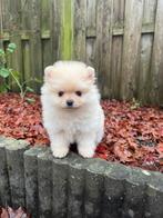 Pomeranian pup meisje– Crème Bear Face, Dieren en Toebehoren, Honden | Poolhonden, Keeshonden en Oertypen, Keeshond, Teef, Eén hond