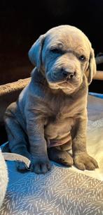 Prachtige zilveren labrador labmaraner pups, 8 tot 15 weken, Labrador retriever, Parvo, Meerdere