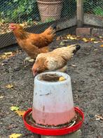 3 hennen, Dieren en Toebehoren, Pluimvee, Vrouwelijk, Kip