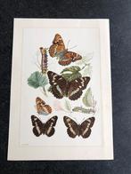 10 prenten insekten soorten vlinders samen 20 euro 19x27 cm, Natuur en Biologie, Ophalen of Verzenden