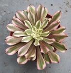 Aeonium Fire Fox, Vetplant, Minder dan 100 cm, Groene kamerplant, Halfschaduw