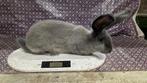 Duitse Reus Blue Sable, Meerdere dieren, Groot