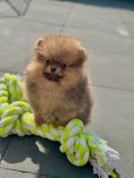 Pomeriaan pups, Dieren en Toebehoren, Rabiës (hondsdolheid), 15 weken tot 1 jaar, Overige rassen, Buitenland