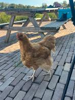Orpington Haan, Dieren en Toebehoren, Pluimvee, Mannelijk, Kip