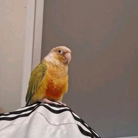 Dwerg papagaai tam, Dieren en Toebehoren, Vogels | Kanaries, Kleurkanarie, Mannelijk