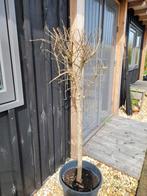 Granaatappel boompje  32.50 euro, Tuin en Terras, Planten | Bomen, Ophalen of Verzenden