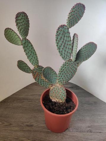 Middelgrote cactus beschikbaar voor biedingen