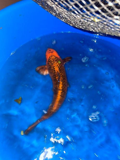 Koi Karpers, laatste exemplaren., Dieren en Toebehoren, Vissen | Vijvervissen, Karper of Koi