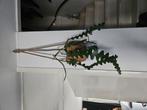 Plant, Huis en Inrichting, Ophalen, Overige soorten, Minder dan 100 cm