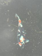 Complete koi vijver  met toebehoren en kois te koop., Dieren en Toebehoren, Vissen | Vijvervissen, Karper of Koi