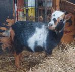 Dwerggeitje, Dieren en Toebehoren, Schapen, Geiten en Varkens, Vrouwelijk, Geit