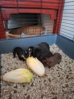 Jonge cavia's, Juli, Mannelijk, Cavia