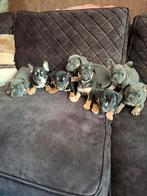 Franse bulldog x old english bulldog pups, 8 tot 15 weken, Bulldog, Meerdere, Meerdere dieren