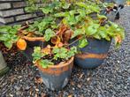 Aardbeienplanten in terracotta potten (3 stuks), Tuin en Terras, Planten | Tuinplanten, Ophalen, Volle zon, Vaste plant, Fruitplanten