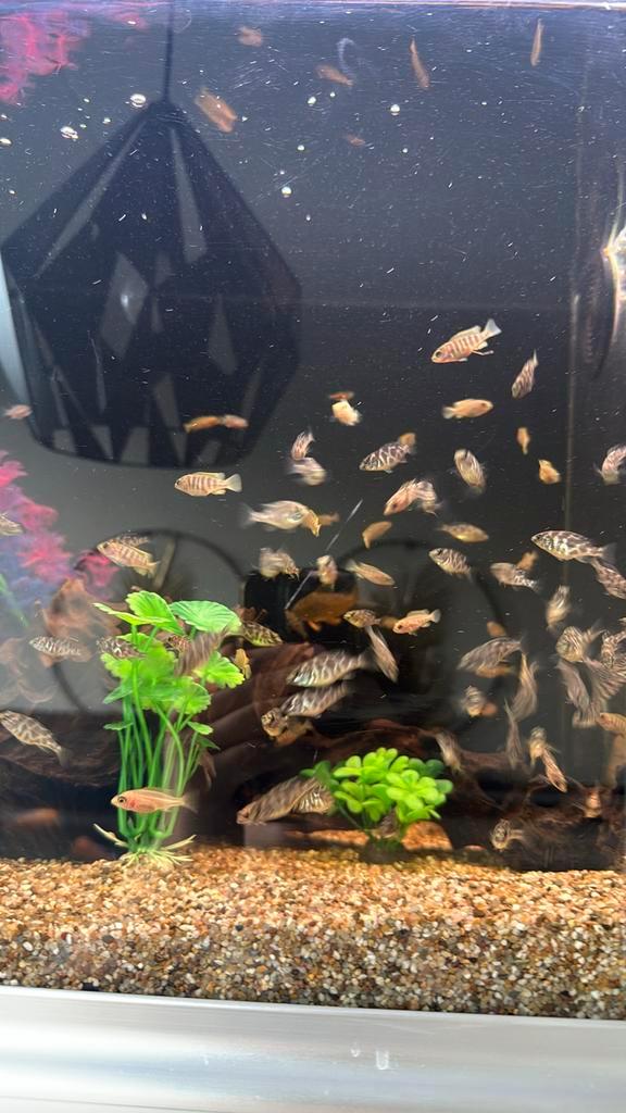 Jonge Venus Cichliden (Nimbochromis venustus), Dieren en Toebehoren, Vissen | Aquariumvissen