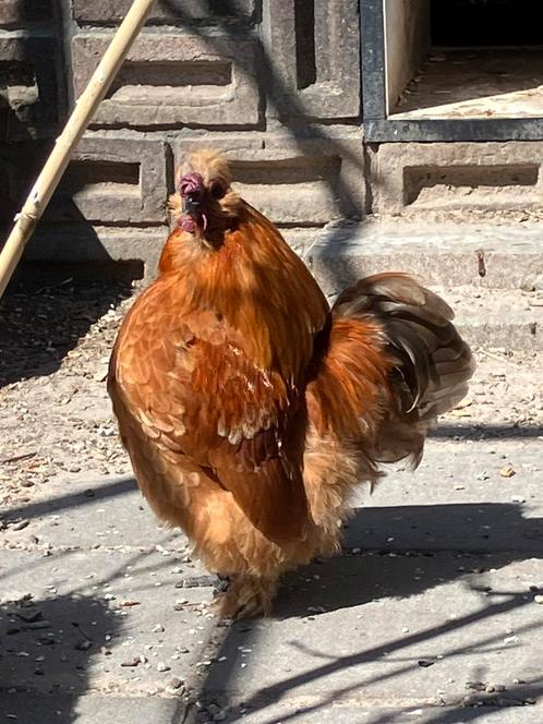 zijdehoenderhaan 11 mnd oud bruin, Dieren en Toebehoren, Pluimvee, Kip, Mannelijk