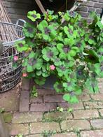 Geluksklaver Lucky Clover 4- Blad Klaver Four Leaf Clover, Ophalen of Verzenden, Gehele jaar, Volle zon, Zaad