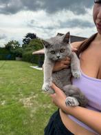 Prachtige Britse korthaar poesje, Dieren en Toebehoren, Katten en Kittens | Raskatten | Korthaar, Poes, Ontwormd, 0 tot 2 jaar