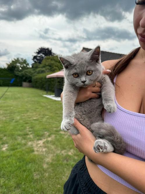 Prachtige Britse korthaar poesje, Dieren en Toebehoren, Katten en Kittens | Raskatten | Korthaar, Poes, 0 tot 2 jaar, Ontwormd