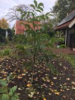 Walnotenboom, Overige soorten, 100 tot 250 cm, Zomer, Ophalen