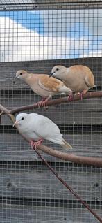 Tortelduiven, Dieren en Toebehoren, Vogels | Duiven, Tortelduif