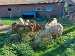 Te koop Nubische geiten, Dieren en Toebehoren, Schapen, Geiten en Varkens, Vrouwelijk, Geit, 0 tot 2 jaar
