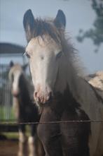 Lieve smokey black tinker merrie veulen te koop, Merrie, D pony (1.37m tot 1.48m), Gechipt, 0 tot 2 jaar