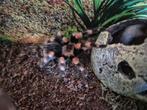 Brachypelma smithi met terrarium, Dieren en Toebehoren, Reptielen en Amfibieën, Slang