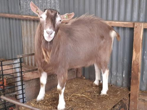 Hoornloze tochenburger bok, Dieren en Toebehoren, Schapen, Geiten en Varkens, Geit, Mannelijk, 3 tot 5 jaar