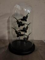 Mooie stolp met vijf opgezette Vleermuis Cicades, Verzamelen, Dierenverzamelingen, Ophalen of Verzenden, Nieuw, Insect, Opgezet dier