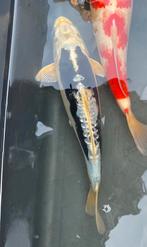Koi vis, Dieren en Toebehoren, Karper of Koi