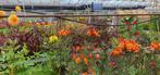 Planten moeten weg t.e.a.b., Tuin en Terras, Ophalen, Zomer, Volle zon