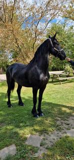 Gezocht braaf gereden friese merrie/ruin, Dieren en Toebehoren, Paarden, Merrie, 165 tot 170 cm, Recreatiepaard, 7 tot 10 jaar