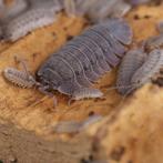 15x Armadillidium peraccae pissebedden / isopods, Overige soorten