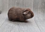 Cavia beertje 1, Cavia, Mannelijk, Tam, Oktober
