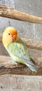 Mooie turquoise dilute fischeri, Dieren en Toebehoren, Geslacht onbekend, Dwergpapegaai of Agapornis, Geringd