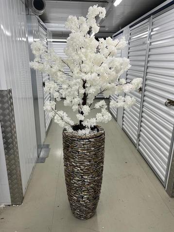 Mooi schelpenvazen met bloesem boom beschikbaar voor biedingen