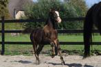 Hengstveulen van Davinci du Bois, Dieren en Toebehoren, Paarden, Minder dan 160 cm, Niet van toepassing, Dressuurpaard, 0 tot 2 jaar