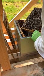 Bijenvolken te koop, Bijen