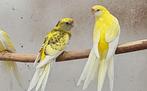 Rosella.strogeel.barraband.kakariki, Dieren en Toebehoren, Meerdere dieren, Parkiet, Geringd