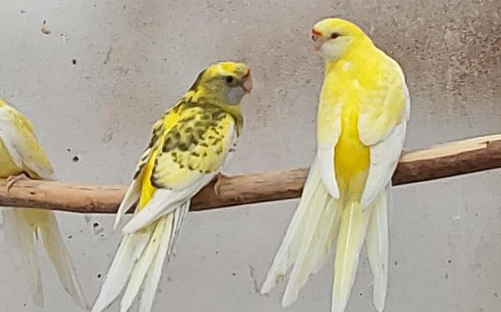 Rosella.strogeel.barraband.kakariki, Dieren en Toebehoren, Vogels | Parkieten en Papegaaien, Parkiet, Meerdere dieren, Geringd