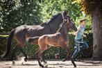Drachtige fokmerrie (Kannan x Emilion) en hengstveulen, Dieren en Toebehoren, Paarden, Merrie