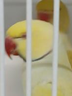 Grote parkieten, Dieren en Toebehoren, Vogels | Parkieten en Papegaaien, Meerdere dieren, Parkiet, Geringd