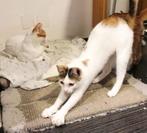 Zeer lieve kittens/mama, gecast/gesterilis/chip/ingeent/6mnd, Dieren en Toebehoren, Katten en Kittens | Overige Katten, Meerdere dieren