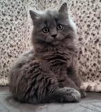 Britse langhaar katertje, Kater, Gechipt, 0 tot 2 jaar