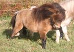 Geweldig mooi Buckskin-Dun Mini Hengst!, Dieren en Toebehoren, Gechipt, Niet van toepassing, Hengst, A pony (tot 1.17m)