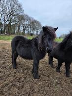 Te koop: 2 zwarte Shetlander hengsten met NSPS papieren, Dieren en Toebehoren, Met stamboom, Niet van toepassing, Hengst, A pony (tot 1.17m)