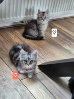 Maine coon kittens mogen verhuizen, Dieren en Toebehoren, Meerdere dieren, Ontwormd, 0 tot 2 jaar
