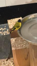 Man zwartkopsijs, Dieren en Toebehoren, Mannelijk