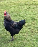 2 hanen gratis, Dieren en Toebehoren, Pluimvee, Mannelijk, Kip